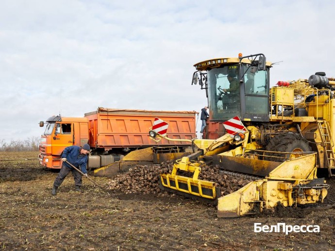 Алексеевские аграрии продолжают уборку сахарной свёклы