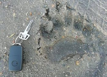 Медведь зашел в село в Приамурье