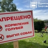 Благовещенцам запретили кормить голубей в сквере