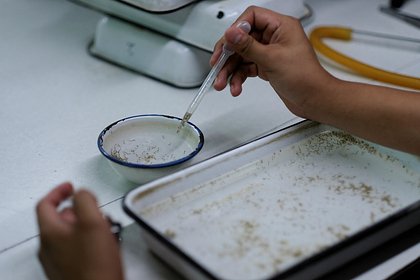 В России отреагировали на вспышку лихорадки денге в Нигерии В России отреагировали на вспышку лихорадки денге в Нигерии