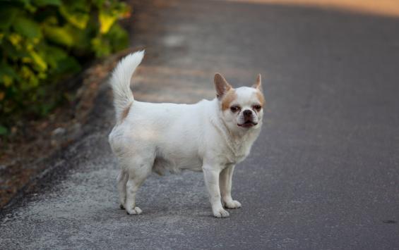 В Курской области ветклиника выплатила хозяйке собаки 1 млн рублей после гибели щенков В Курской области ветклиника выплатила хозяйке собаки 1 млн рублей после гибели щенков
