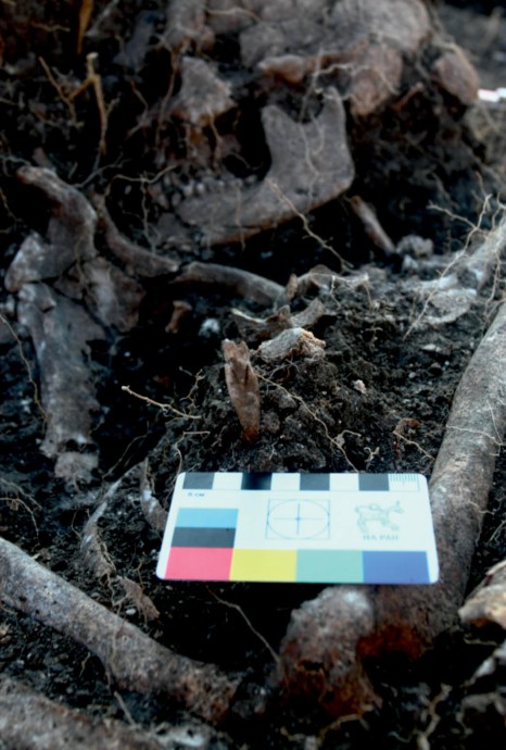 В Крыму нашли погребения людей бронзового века, погибших от стрел В Крыму нашли погребения людей бронзового века, погибших от стрел