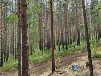 В Иркутске спасли заплутавшего в лесу грибника