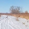 В Приамурье заметили косуль, «нарушающих» правила дорожного движения