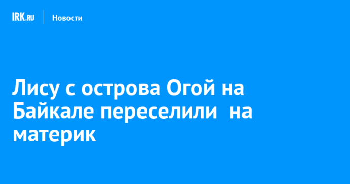 Лису с острова Огой на Байкале переселили  на материк