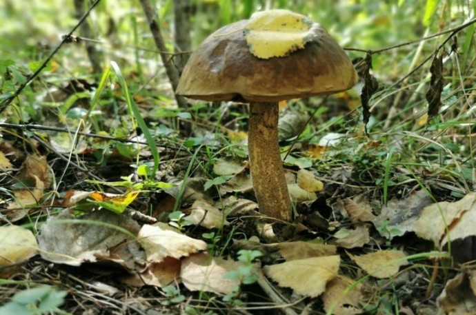 В Донбассе создадут национальный парк «Святые горы»