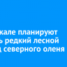 На Байкале планируют изучить редкий лесной подвид северного оленя
