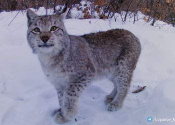 Рысь попозировала на камеру в Амурской области Рысь попозировала на камеру в Амурской области