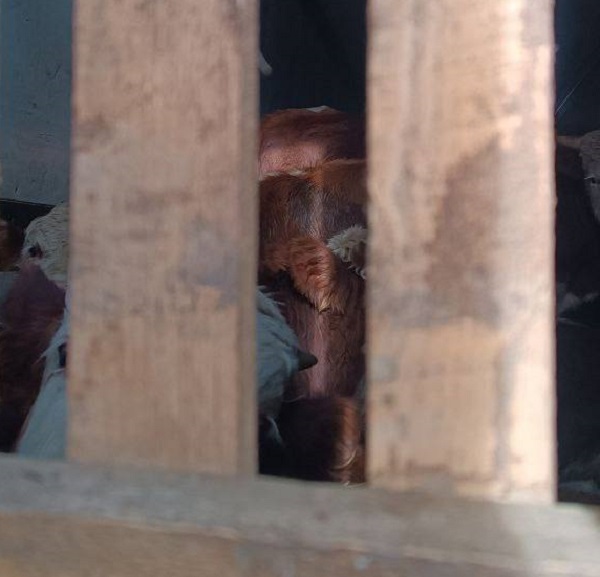 35 бычков без документов не смогли уехать из одного района Бурятии в другой 35 бычков без документов не смогли уехать из одного района Бурятии в другой