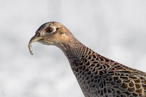 В Приамурье встретили фазана с деформацией клюва