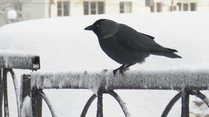 В Тульской области ожидается выпадение мокрого снега