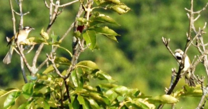 Это необратимо: редкие птицы бюльбюль переселились в Приморье