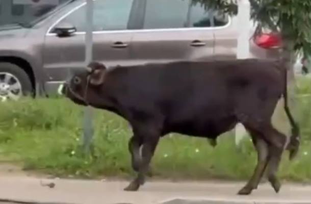 В Люберцах поймали бегавшего по центру города быка