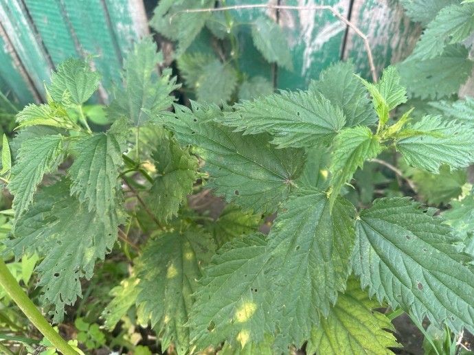 Костромич пытался избежать уголовного наказания с помощью крапивы Костромич пытался избежать уголовного наказания с помощью крапивы