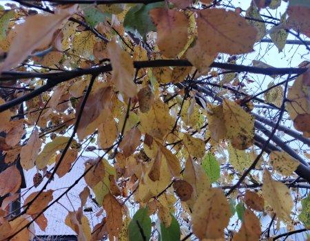 В Башкирию надвигается похолодание В Башкирию надвигается похолодание