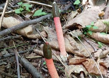Краснокнижный мутинус показали амурчанам