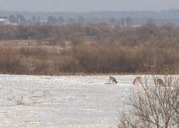 В Приамурье запечатлели косуль, которые кормились на заснеженных полях В Приамурье запечатлели косуль, которые кормились на заснеженных полях