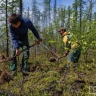 В Якутии кратно сократилась площадь лесных пожаров