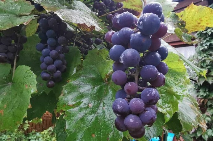 Законопроект о строительстве отелей при винодельнях рассмотрят во II чтении Законопроект о строительстве отелей при винодельнях рассмотрят во II чтении