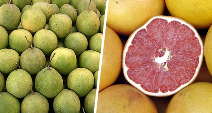 Отправляемся за фруктами в Нячанге: Помело – цитрусовый гигант с освежающим вкусом Отправляемся за фруктами в Нячанге: Помело – цитрусовый гигант с освежающим вкусом