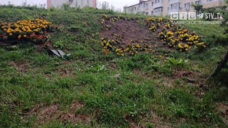 Коровы в Славянке сожрали цветник в честь Дня Победы – хозяев ждет штраф и возмещение убытков