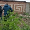 Тульские сотрудники Россельхознадзора убрались в городе