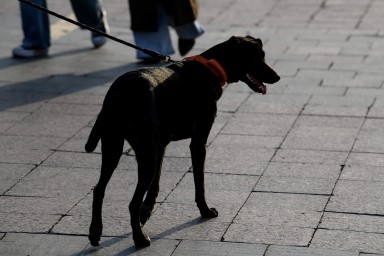 Обязательную страховку для хозяев опасных пород собак хотят ввести в РФ