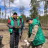 В районе Башкирии компания «Салаватское» высадит более 14 тысяч сосен