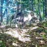Редчайшее малоизученное животное замечено в Уссурийском заповеднике