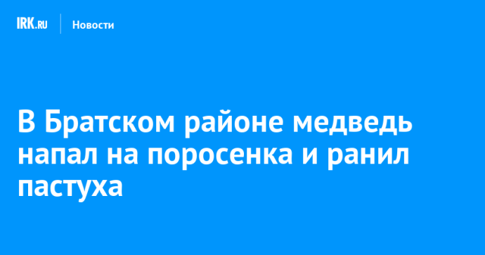 В Братском районе медведь напал на поросенка и ранил пастуха