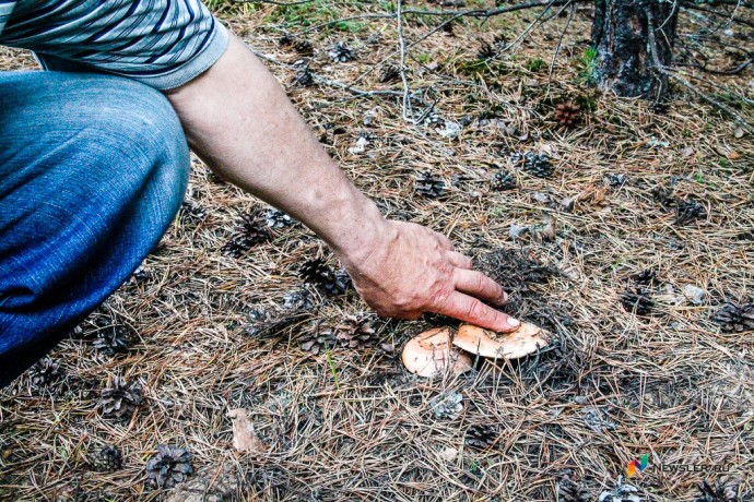 Из Кировской области впервые отправили на экспорт белые грибы