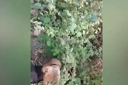 Нападение гигантского питона на рабочего сняли на видео Нападение гигантского питона на рабочего сняли на видео