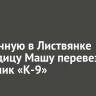 Брошенную в Листвянке медведицу Машу перевезли в питомник «К-9»
