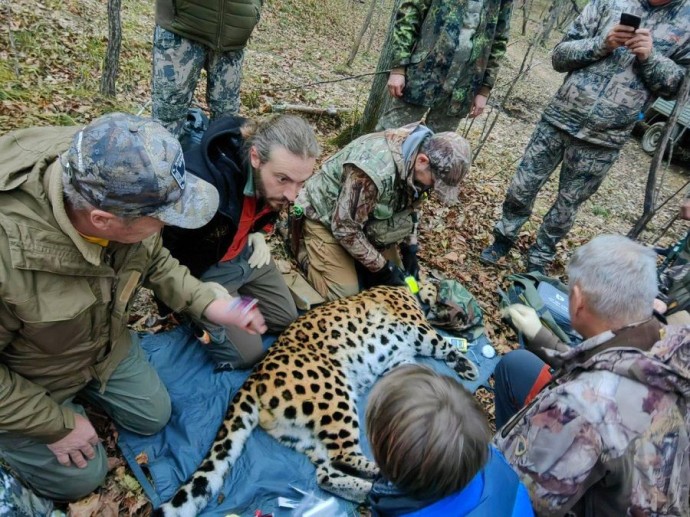 Уссурийский заповедник обзавёлся третьим Leo за эту осень Уссурийский заповедник обзавёлся третьим Leo за эту осень