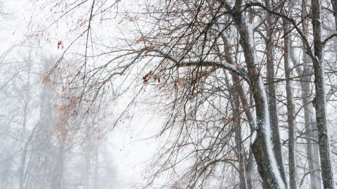 Встретили Новый год в лесу: как два молодых человека заблудились и были спасены под Лугой