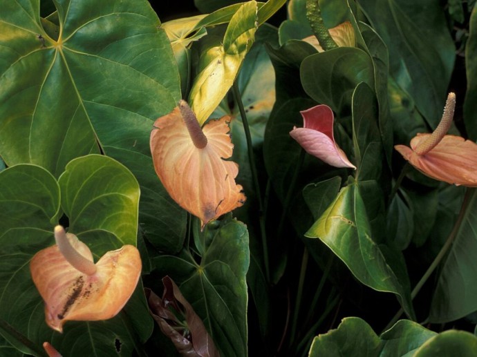 Натуральное удобрение ускоряет рост и бутонизацию антуриума — сообщает Malatec