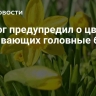 Биолог предупредил о цветах, вызывающих головные боли