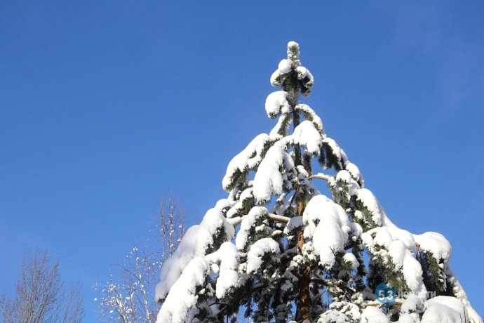 Синоптики рассказали, когда в Новгородскую область придут сильные морозы