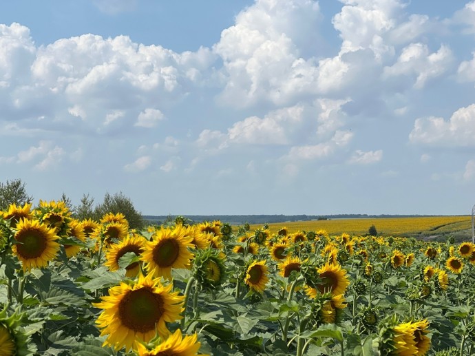 В Ярославской области могут официально появиться хутора, слободы и посады