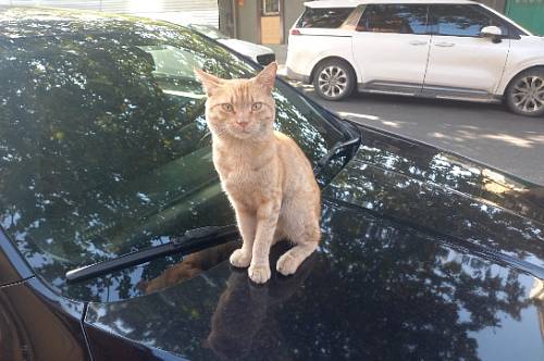 Рыбами овладеет легкое безумие, чувства Львов будут обострены