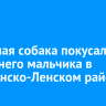 Безнадзорная собака покусала 11-летнего мальчика в Казачинско-Ленском районе