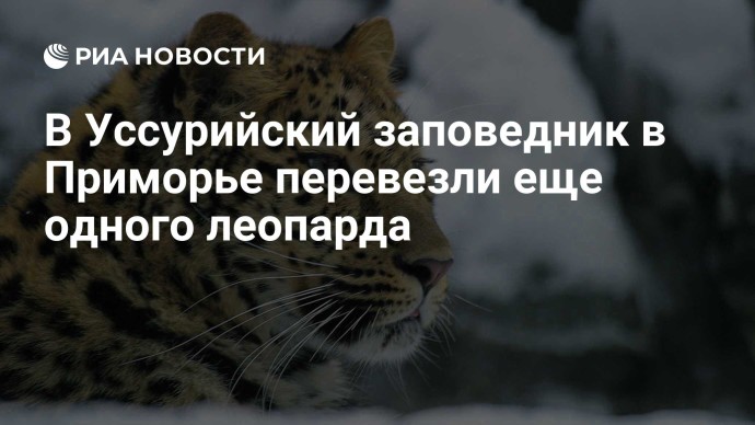 В Уссурийский заповедник в Приморье перевезли еще одного леопарда В Уссурийский заповедник в Приморье перевезли еще одного леопарда