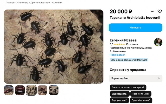 «Громко орут, плюются едкой жижкой». В  продаже замечены опасные тараканы