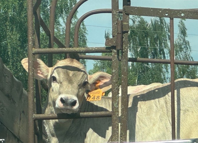 Костромские коровы стали давать больше молока назло французам