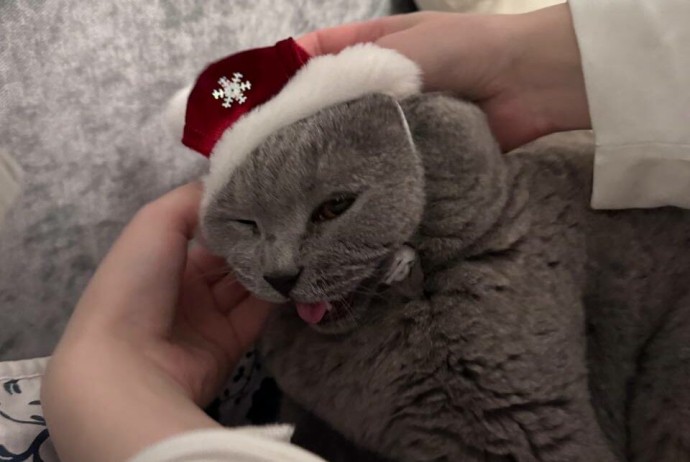 Ветеринар сказал категорическое «нет» новогодним костюмам для кошек
