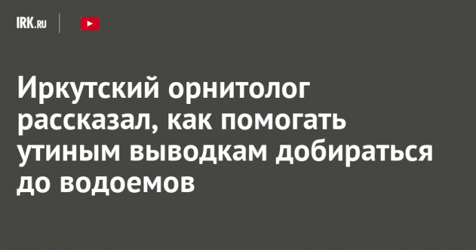 Иркутский орнитолог рассказал, как помогать утиным выводкам добираться до водоемов