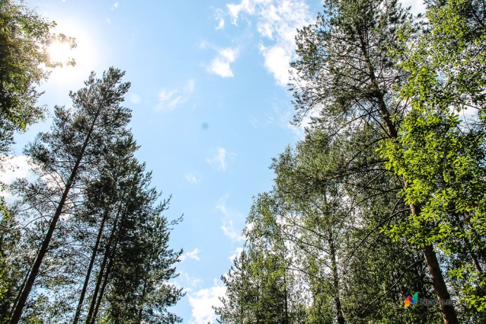 В Кировской области верхушка дерева убила мужчину