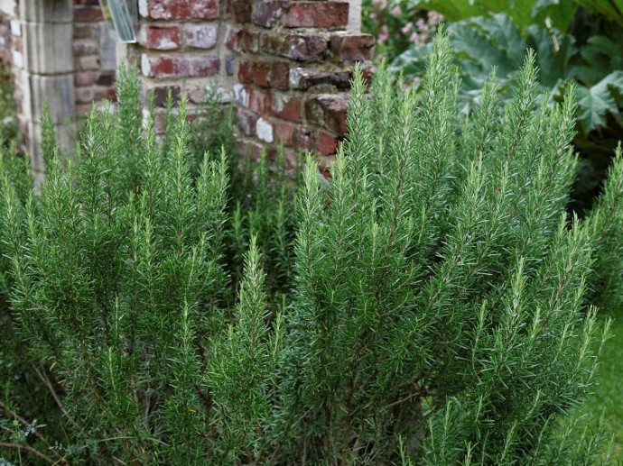 Мульча слоем до 15 см защищает корни розмарина от промерзания