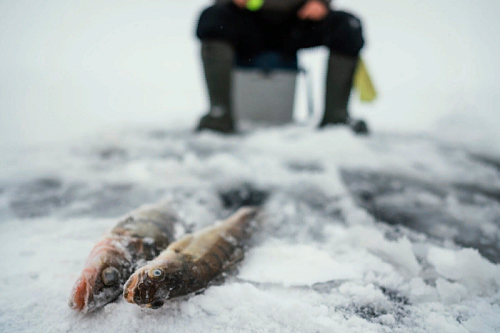 Амурского пенсионера наказали рыбалку запрещенной сетью Амурского пенсионера наказали рыбалку запрещенной сетью