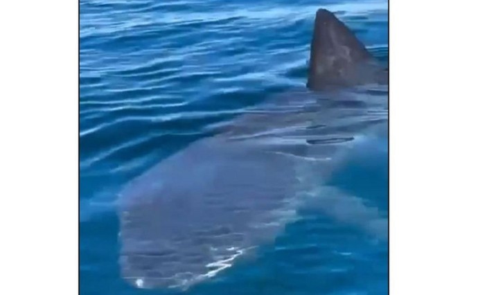 Очевидцы: огромная акула приплыла к курильским рыбакам, пытающимся поймать тунца Очевидцы: огромная акула приплыла к курильским рыбакам, пытающимся поймать тунца